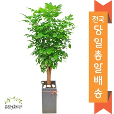 최고의 선택 개업화분 할인 아이템 상위 10