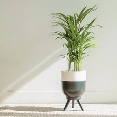 경제적인 거실화분 추천 정보 탑 10