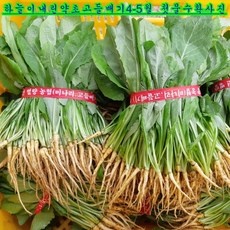 Must Have Item 고들빼기 추천 정보 리스트 10