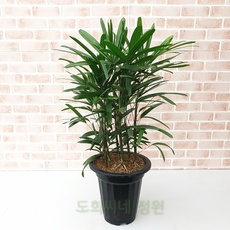 할인정보 관음죽 할인 상품 리스트 10