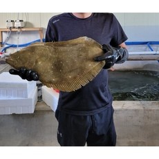 신상품 광어필렛 추천 정보 탑 10