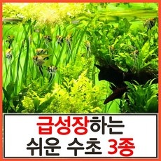 세일 구피수초 할인 정보 BEST 10