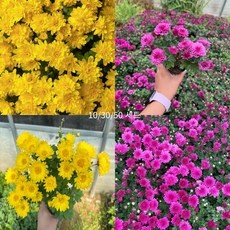 최고의 선택 국화모종 인기 제품 리스트 10