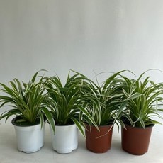 유용한 나비란 추천 정보 베스트 10