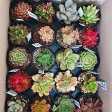 지금 당장 봐야할 다육식물 인기 상품 리스트 10