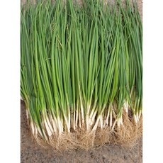 경제적인 대파모종 인기 상품 BEST 10