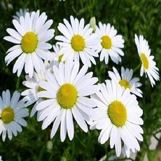 경제적인 데이지꽃 최저가 정보 상위 10