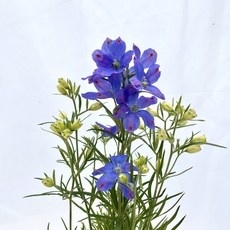 가성비 델피늄 최저가 아이템 리스트 10