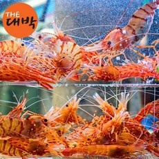 지금 당장 봐야할 도화새우 할인 아이템 TOP 10