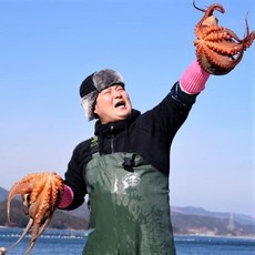 신상품 돌문어 할인 아이템 탑 10