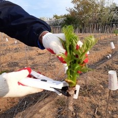 이거 좋더라구요 두릅판매 인기 정보 TOP 10
