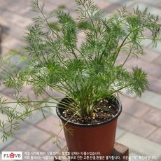 Must Have Item 딜모종 최저가 제품 탑 10