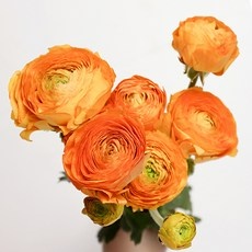 Must Have Item 라넌큘러스 추천 정보 BEST 10