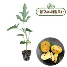 할인정보 망고수박모종 추천 정보 탑 10