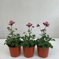 놓치면 후회할 매발톱 추천 정보 리스트 10