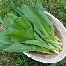 최저가 명이나물2kg 할인 상품 BEST 10