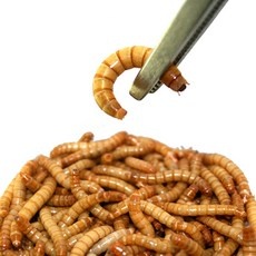 놓치면 후회할 밀웜 추천 아이템 상위 10