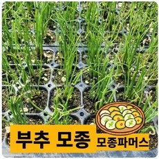 세일 부추모종 최저가 아이템 TOP 10