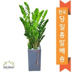 가성비 사무실돈나무 할인 정보 TOP 10