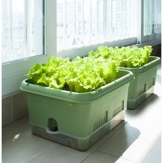 가성비 상추수경재배 할인 상품 상위 10