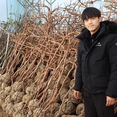 유용한 샤인머스켓묘목 인기 제품 BEST 10