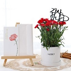 세일 스프레이카네이션 할인 제품 탑 10