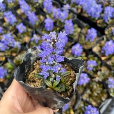 Must Have Item 아주가 인기 상품 TOP 10