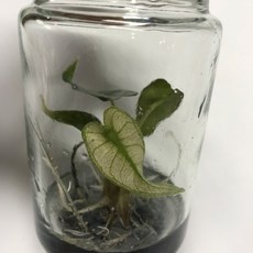 신상품 알로카시아바리에가타 최저가 아이템 탑 10