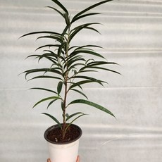 세일 알리고무나무 할인 정보 베스트 10