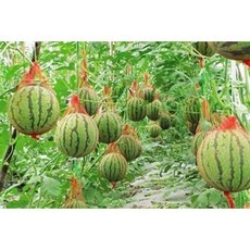 최고의 선택 애플수박지지대 추천 아이템 BEST 10