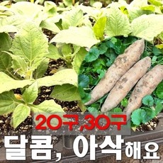 세일 야콘모종 인기 정보 탑 10