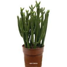 이거 좋더라구요 연필선인장 할인 상품 BEST 10