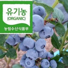 ◀ 2024년 인플들이 추천하는 가성비▶ 유기농생블루베리 할인 상품 탑 10