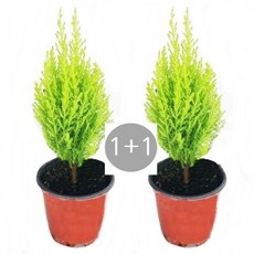 지금 당장 봐야할 율마 할인 상품 리스트 10