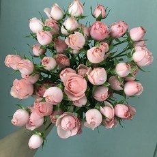 경제적인 자나장미 할인 상품 리스트 10