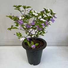 경제적인 쟈스민 할인 제품 리스트 10