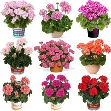 할인정보 제라늄종류 인기 정보 상위 10