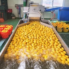 유용한 참외10kg 인기 제품 리스트 10