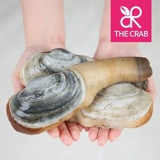 놓치면 후회할 코끼리조개 인기 상품 BEST 10