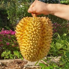 신상품 태국통두리안 최저가 상품 BEST 10