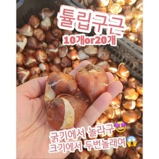 지금 당장 봐야할 튤립 인기 상품 TOP 10