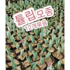 가성비 튤립모종 최저가 정보 BEST 10