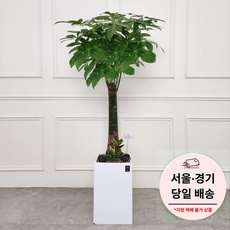 경제적인 파키라 최저가 정보 리스트 10