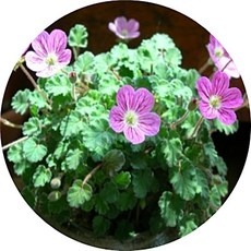 최고의 선택 풍로초 최저가 정보 탑 10