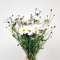 최저가 필랑말랑 인기 정보 상위 10