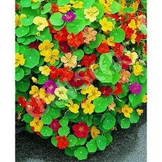 유용한 한련화 할인 상품 탑 10