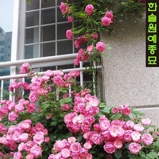 이거 좋더라구요 한솔장미 최저가 상품 베스트 10