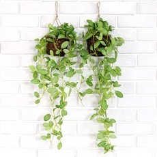 최저가 행잉식물 추천 정보 TOP 10