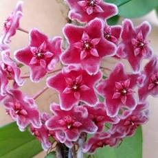 특가 호야꽃 할인 정보 TOP 10