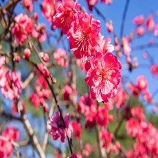 신상품 홍도화 추천 제품 탑 10